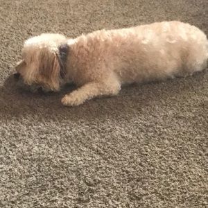 Meet your Posher, Barbara